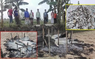পূর্ব শত্রুতার জের ধরে অগ্নিসংযোগ ও বিষ প্রয়োগে লক্ষাধিক টাকার ক্ষতি