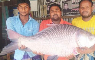 পদ্মায় মিললো সাড়ে ২২ কেজি ওজনের কাতল!