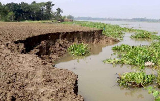 গোপালগঞ্জে মধুমতী নদীর তীব্র ভাঙনে বসতবাড়ি , রাস্তা ও ফসলি জমি নদীগর্ভে