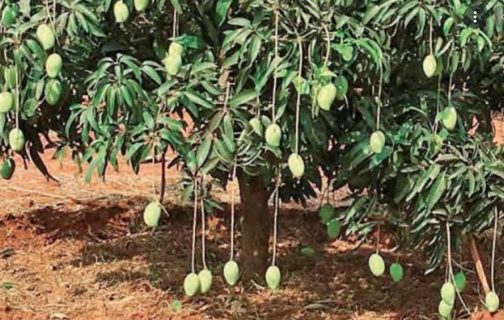 এক গাছে ১২১ প্রজাতির আম, ‘জাদু গাছ’ দেখতে মানুষের ঢল