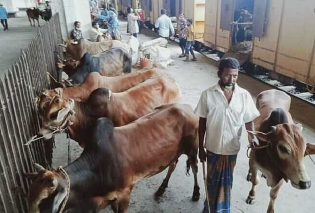 বিশেষ ট্রেনে কোরবানির পশু আসবে রাজধানীতে
