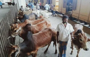 বিশেষ ট্রেনে কোরবানির পশু আসবে রাজধানীতে