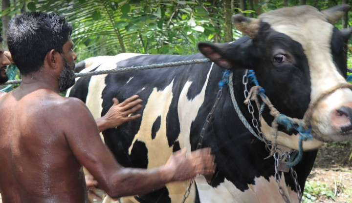 কোরবানির ঈদে সবার নজর কেড়েছে তালার “পাখি” 