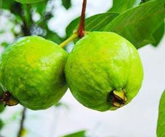 পেয়ারার নানা গুণ