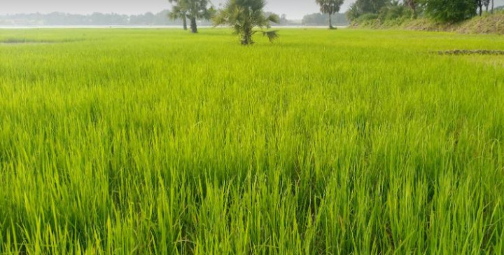 সালথায় এ বছর আমন ধান আবাদের লক্ষ্যমাত্রা ১২ হাজার হেক্টর