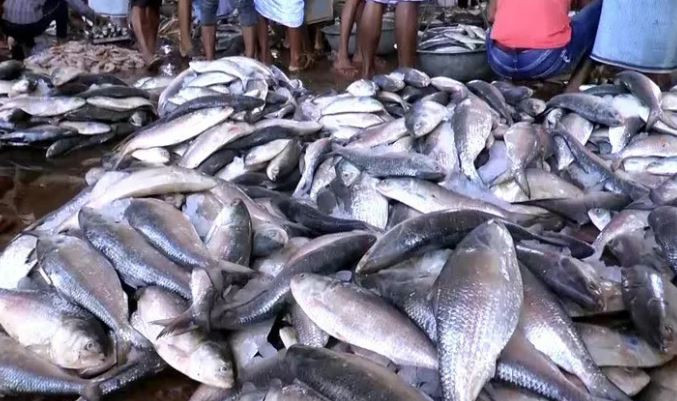 অবশেষে জেলেদের জালে ধরা পড়ছে রূপালী ইলিশ