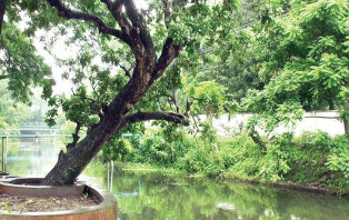 বঙ্গবন্ধুর স্মৃতিতে টুঙ্গিপাড়ার বাঘিয়ার খাল ও হিজল গাছ