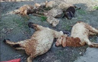 কালীগঞ্জে কৃমি নাশক ওষুধ খেয়ে অসহায় কৃষকের  ১১টি ভেড়ার মৃত্যু!