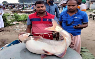 পদ্মায় জেলের জালে ২২ কেজির পাঙ্গাস, ৩১ হাজারে বিক্রি