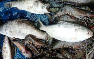 পুকুরে মিলল রুপালি ইলিশ