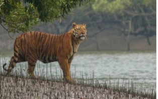 সুন্দরবনে বাঘের সঙ্গে লড়াই করে প্রাণে বাঁচলেন জেলে