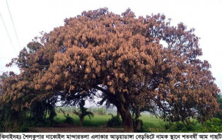 ক্লান্ত শ্রমিকের ঘর্মাক্ত শরীরে প্রশান্ত দানকারী কালের সাক্ষী শৈলকুপার সেই আমগাছটি বজ্রপাতে দগ্ধ হয়ে এখন মৃত