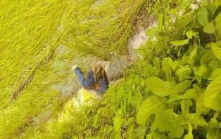  নিখোঁজের ৮ দিনপর কালীগঞ্জের মাঠ থেকে  ইজিবাইক চালকের অর্ধগলিত লাশ উদ্ধার