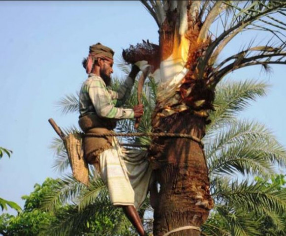 শীতের শুরুতে ঝিনাইদহে খেঁজুর গাছ তোলার ধুম