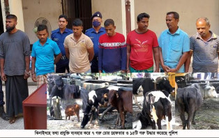 ঝিনাইদহে তথ্য প্রযুক্তি ব্যবহার করে আন্তঃ জেলা গরু চোর দলের ৭ গরুচোর গ্রেফতার ১৫টি গরু উদ্ধার