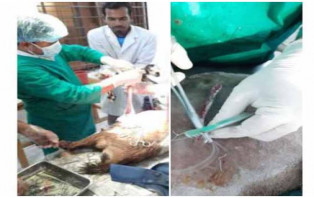 সিজারে ছাগলের বাচ্চা প্রসব!