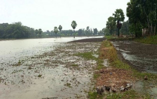 দুইদিনের টানা বৃষ্টিতে ফসলের ব্যাপক ক্ষতির সম্ভাবনা: হতাশায় কৃষক
