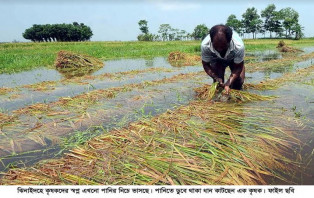 ঘূর্নিঝড় জাওয়াদের প্রভাবে ঝিনাইদহে কৃষকদের স্বপ্ন এখন পানির নিচে!