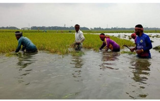 তলিয়ে গেছে হাওরের শতাধিক হেক্টরের ধান
