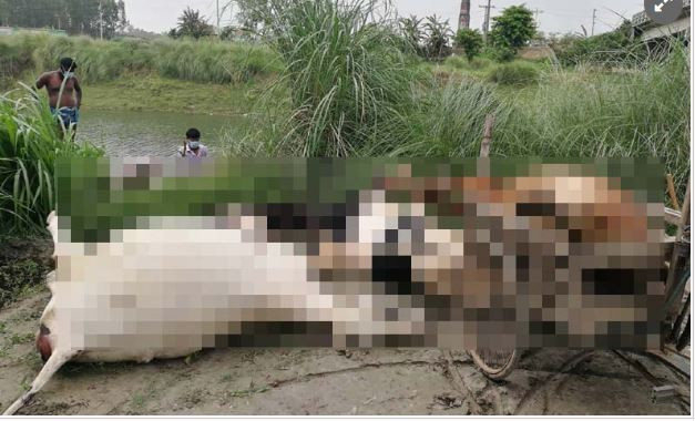 মির্জাপুরে একসঙ্গে ৭ গরুর মৃত্যু