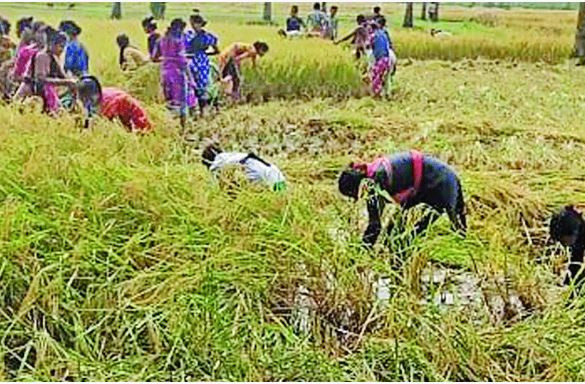 স্বেচ্ছাশ্রমে কৃষকদের ধান কেটে দিচ্ছে সেই শিক্ষার্থীরা