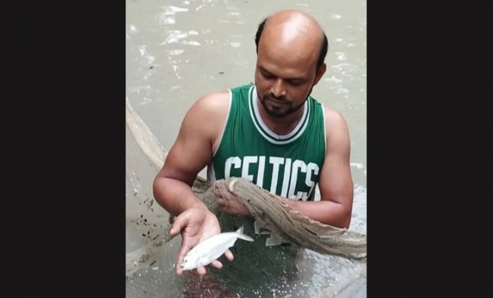 পুকুরে মিলল ৭টি ইলিশ!