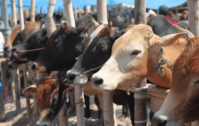 গতবারের চেয়ে সাড়ে ৮ লাখের বেশি পশু কুরবানি হয়েছে দেশে