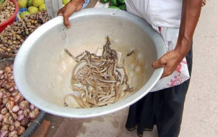 ফরিদপুরে অর্ধশতাধিক গোখরা সাপের বাচ্চা উদ্ধার