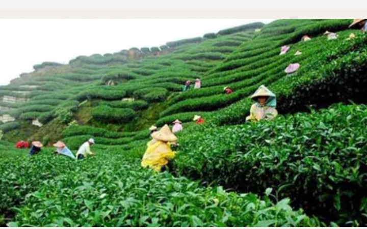 চা শ্রমিকদের ধর্মঘট প্রত্যাহার