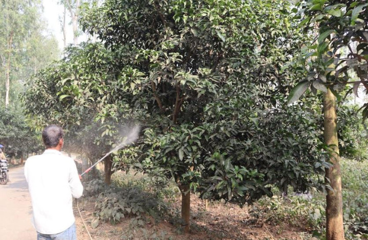 কুয়াশা নয়, ফুলবাড়ীর আম চাষিদের শঙ্কা বৃষ্টি নিয়ে