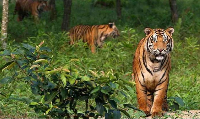 বাঘের চামড়াসহ তিন বাঘ শিকারী আটক
