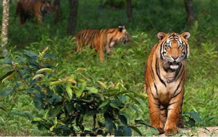 বাঘের চামড়াসহ তিন বাঘ শিকারী আটক