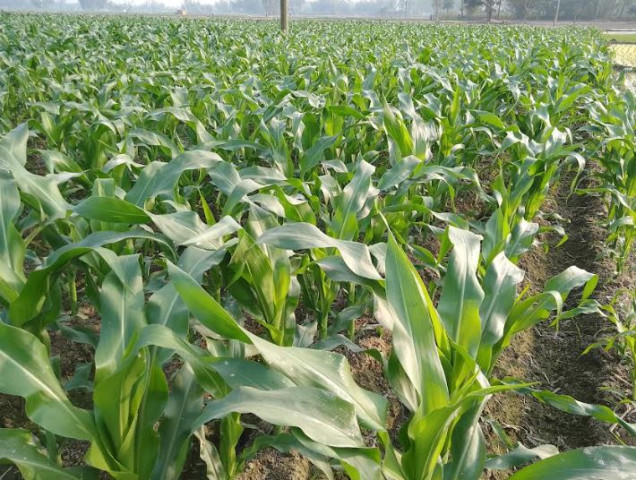 ফুলবাড়ীতে ভুট্টা চাষে আগ্রহী হয়ে ওঠেছেন চাষিরা