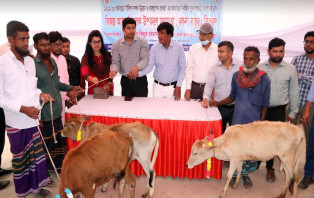 সদরপুরে ৩৪ জন জেলে পরিবারের মাঝে বাছুর বিতরণ