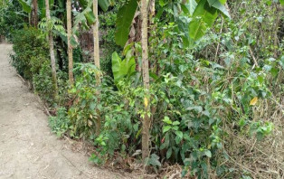 সালথার বড়দিয়া বিশ্বাস বাড়ির গণকবর সংরক্ষনের দাবি