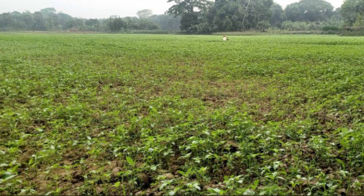 তীব্র তাপপ্রবাহের ফলে পাটের কাঙ্খিত ফলন না পাওয়ার আশঙ্কা