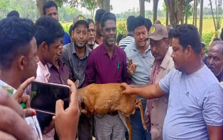 চুনারুঘাটে লোকালয়ে মায়া হরিণ উদ্ধার