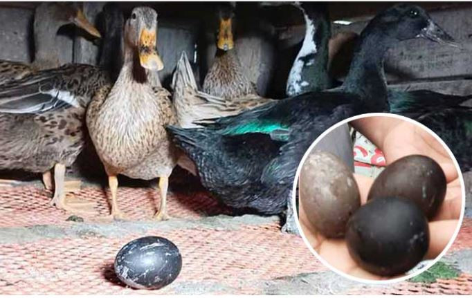 এবার বরগুনায় পাতিহাঁসের কালো ডিম দেখে এলাকায় চাঞ্চল্য