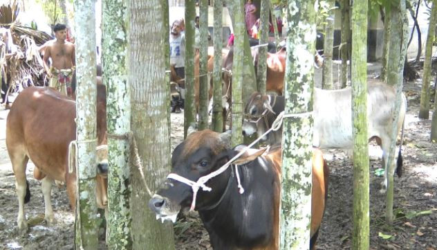 সদরপুর থেকে  ঢাকাসহ বিভিন্ন পশু হাটে যাচ্ছে শত শত ট্রাক গরু