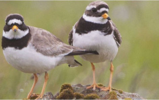 শুধু মানুষ নয়, পাখিরাও পরকীয়া করে- ঘটে বিচ্ছেদ, বলছে গবেষণা
