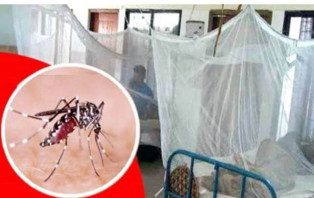 সদরপুরে লাফিয়ে বাড়ছে ডেঙ্গুরোগী 