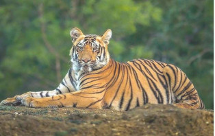 বিশ্বের ৭৫ শতাংশ বাঘ ভারতে