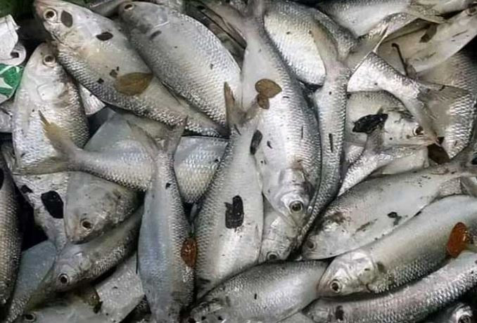 বরগুনায় দিঘিতে মিলল ৯৫ ইলিশ