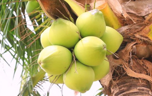 গ্রামের ৩৫ টাকার ডাব ঢাকায় ১৮০ টাকা