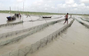 চরভদ্রাসনে  নদ-নদীতে দেদারসে চলছে নিষিদ্ধ উপকরণে মাছ ধরা