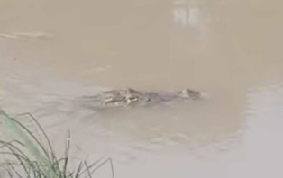 চরভদ্রাসনের  ভুবনেশ্বর নদে কুমির, গোসলে ভয়