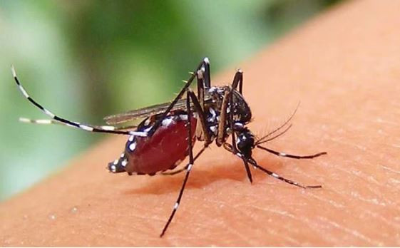 ফরিদপুরে ডেঙ্গুতে আরও এক নারীর মৃত্যু