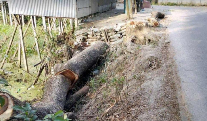 চরভদ্রাসনে একটি সরকারি ভারী কড়াই গাছ কর্তন করে ফেলে রেখেছে এক ব্যাবসায়ী