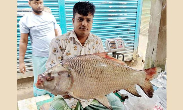 চরভদ্রাসনে আবারও জেলের জালে ধরা পড়ল বড় কাতলা মাছ
