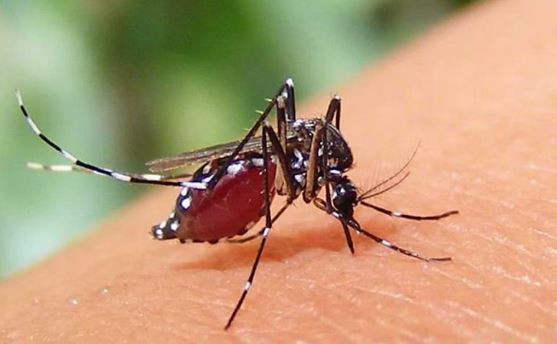 ডেঙ্গুতে আরও ৭ জনের মৃত্যু, ঢাকারই ৬